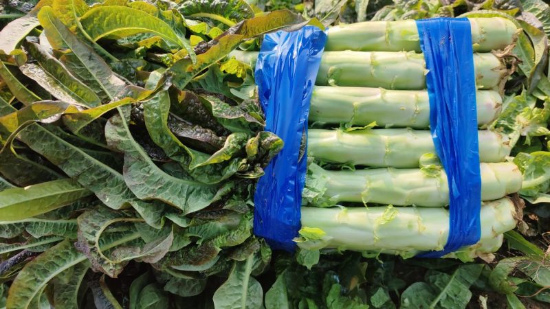 【海量货源】山东沂南精品莴笋红叶香莴苣大量上市欢迎采购