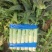 【海量货源】山东沂南精品莴笋红叶香莴苣大量上市欢迎采购