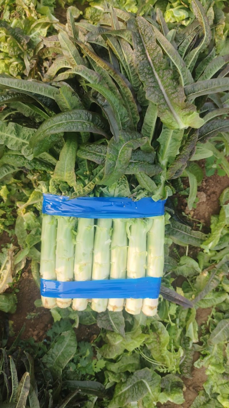 【海量货源】山东沂南精品莴笋红叶香莴苣大量上市欢迎采购