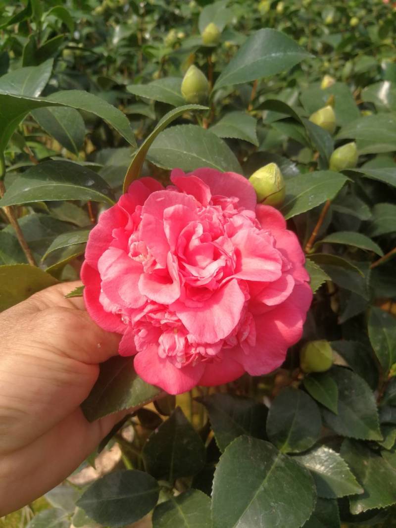 茶花红香妃茶花科丽默茶花基地直接批发红香妃茶花