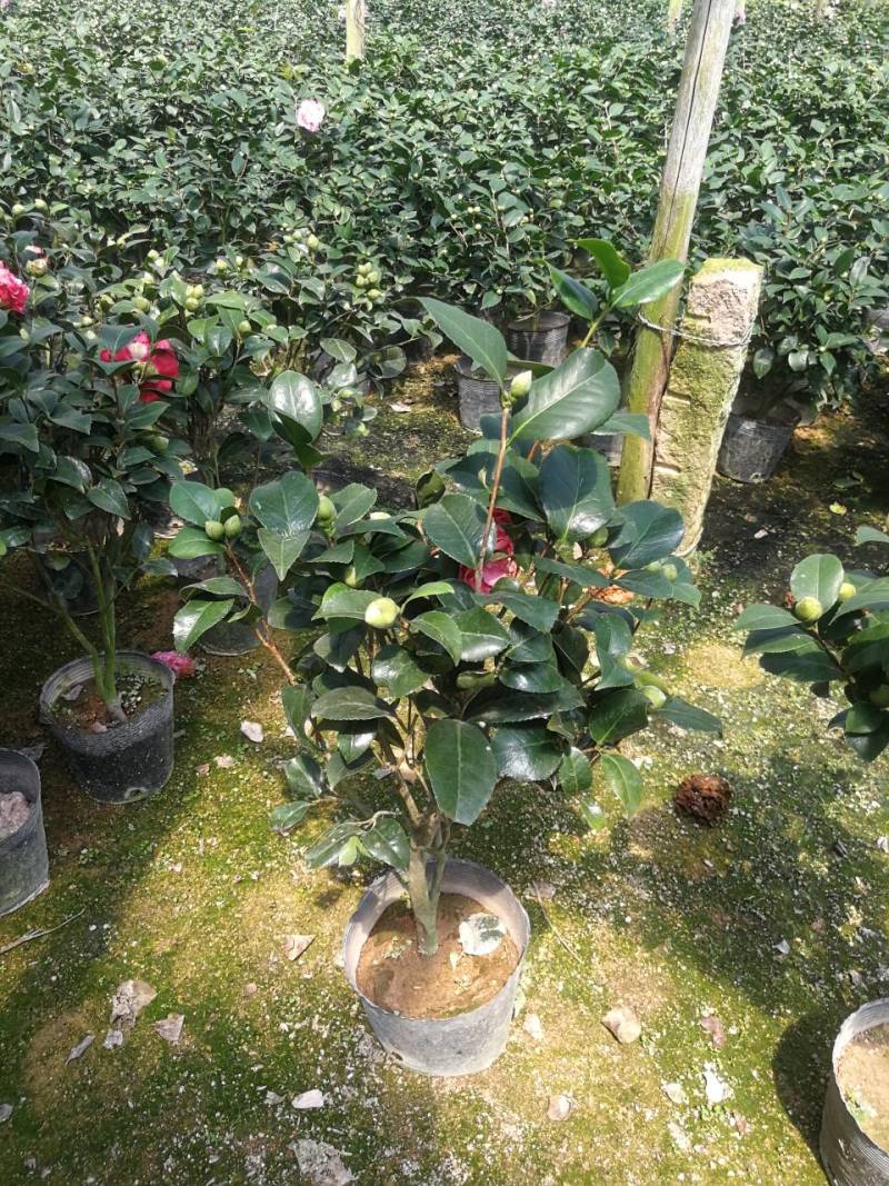 茶花红香妃茶花科丽默茶花基地直接批发红香妃茶花