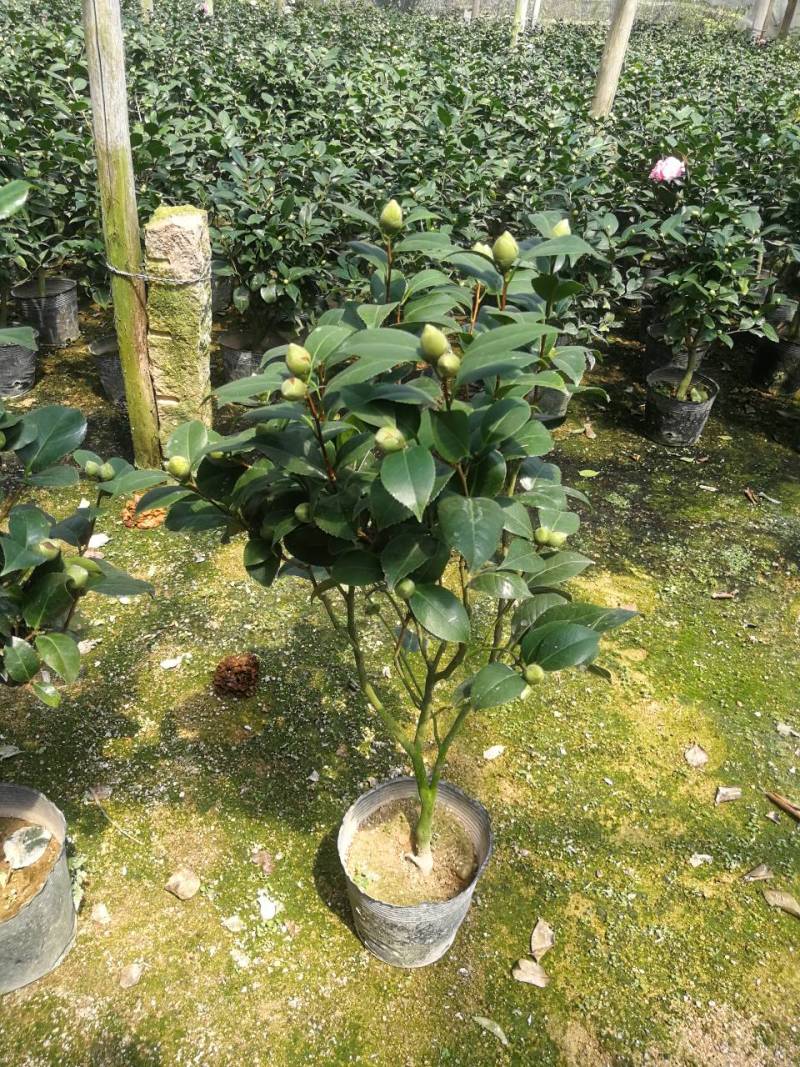 茶花红香妃茶花科丽默茶花基地直接批发红香妃茶花