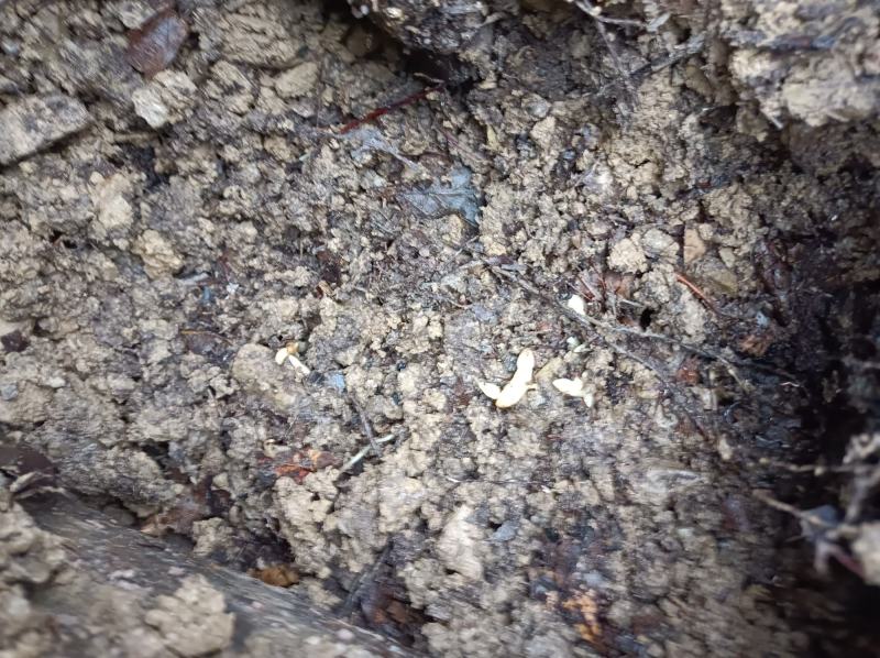 优质天麻一代种待售