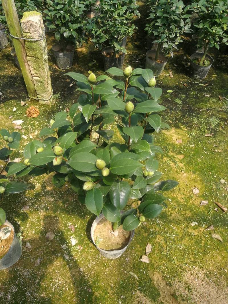茶花红香妃茶花科丽默茶花基地直接批发红香妃茶花