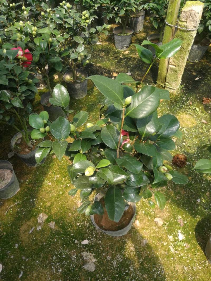 茶花红香妃茶花科丽默茶花基地直接批发红香妃茶花