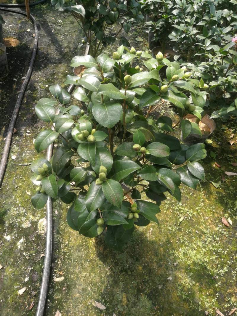 茶花红香妃茶花科丽默茶花基地直接批发红香妃茶花