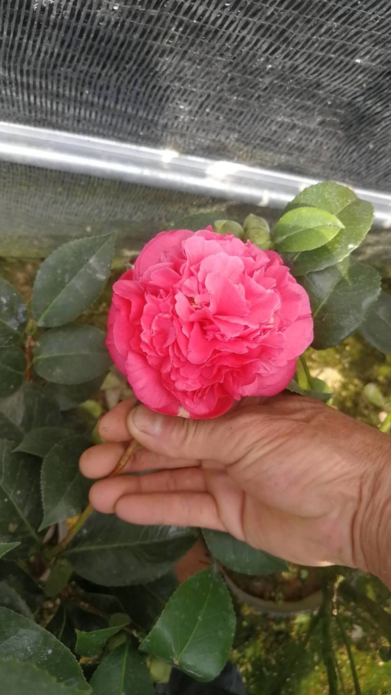 茶花红香妃茶花科丽默茶花基地直接批发红香妃茶花