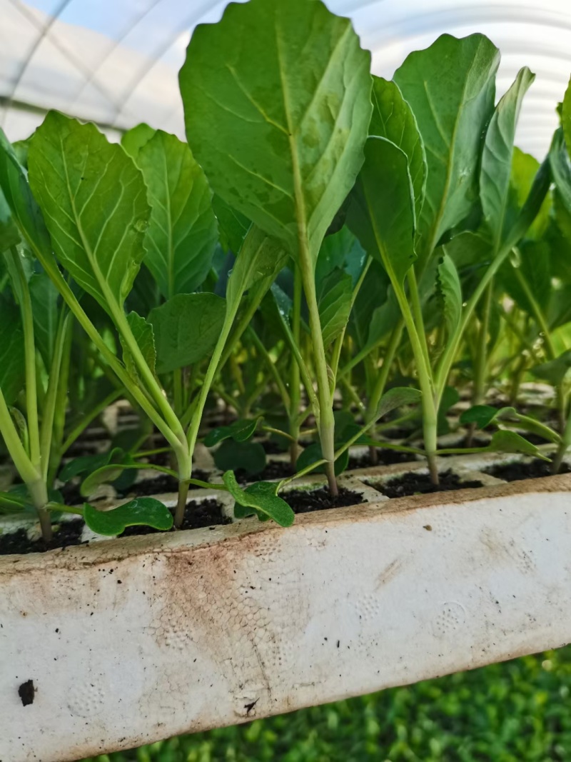 甘蓝苗，球形甘蓝苗。品种耐寒耐运输。基地直供量大从优。