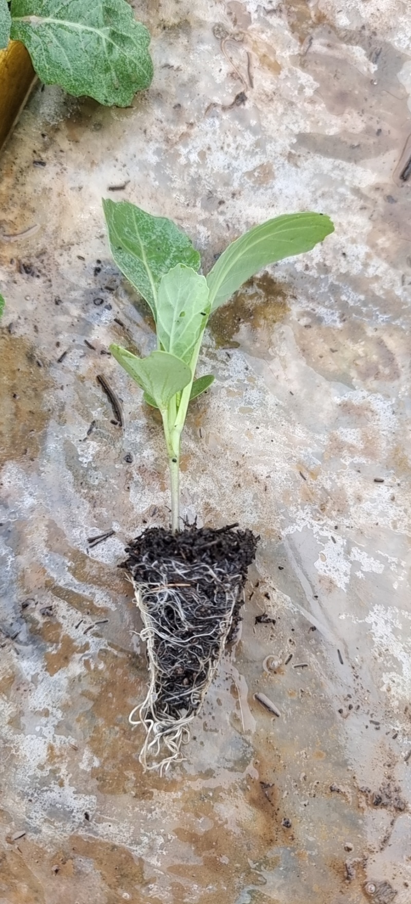 甘蓝苗，球形甘蓝苗。品种耐寒耐运输。基地直供量大从优。