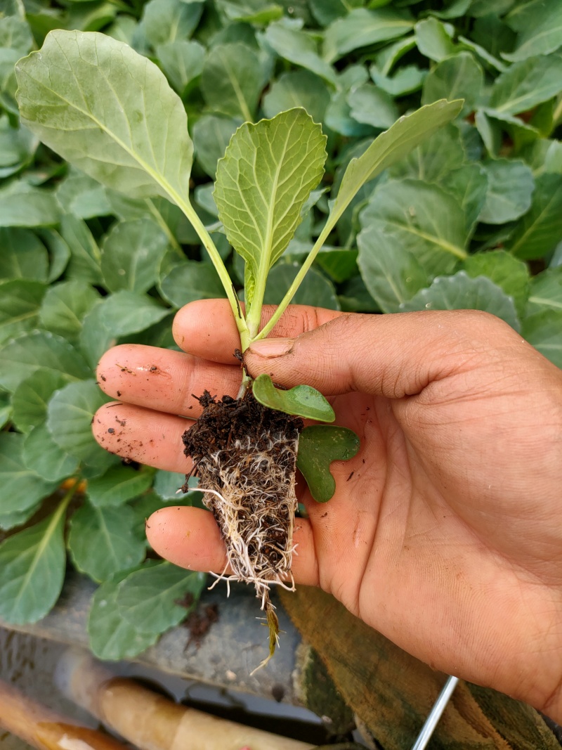 甘蓝苗，球形甘蓝苗。品种耐寒耐运输。基地直供量大从优。