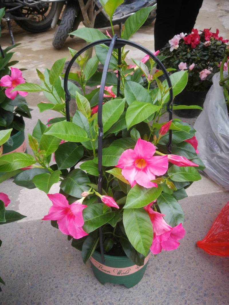 草本飘香藤苗双喜藤盆栽绿植花卉植红粉飘香藤