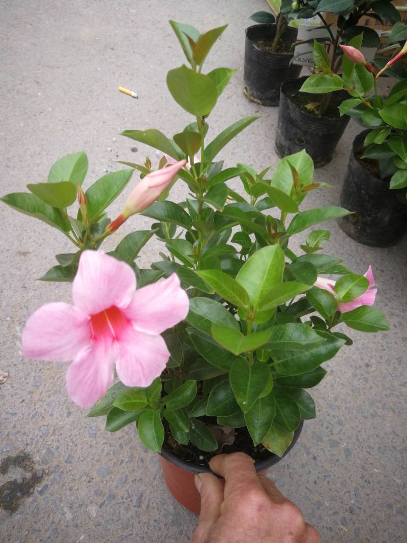 草本飘香藤苗双喜藤盆栽绿植花卉植红粉飘香藤