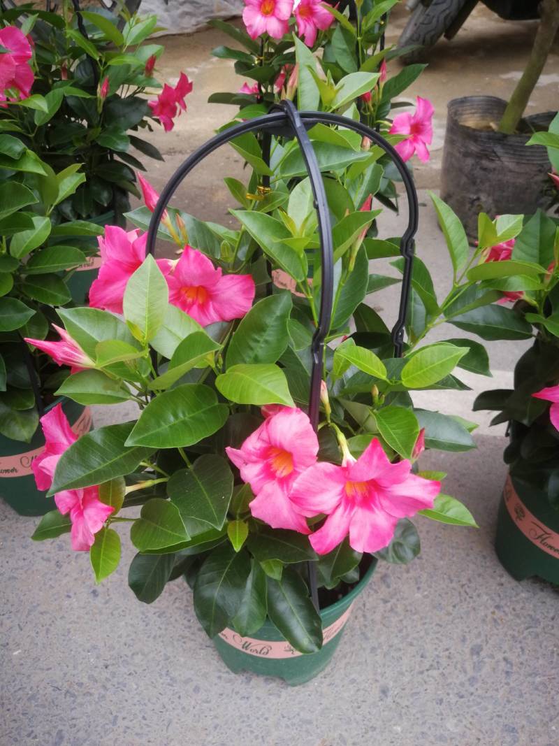 草本飘香藤苗双喜藤盆栽绿植花卉植红粉飘香藤