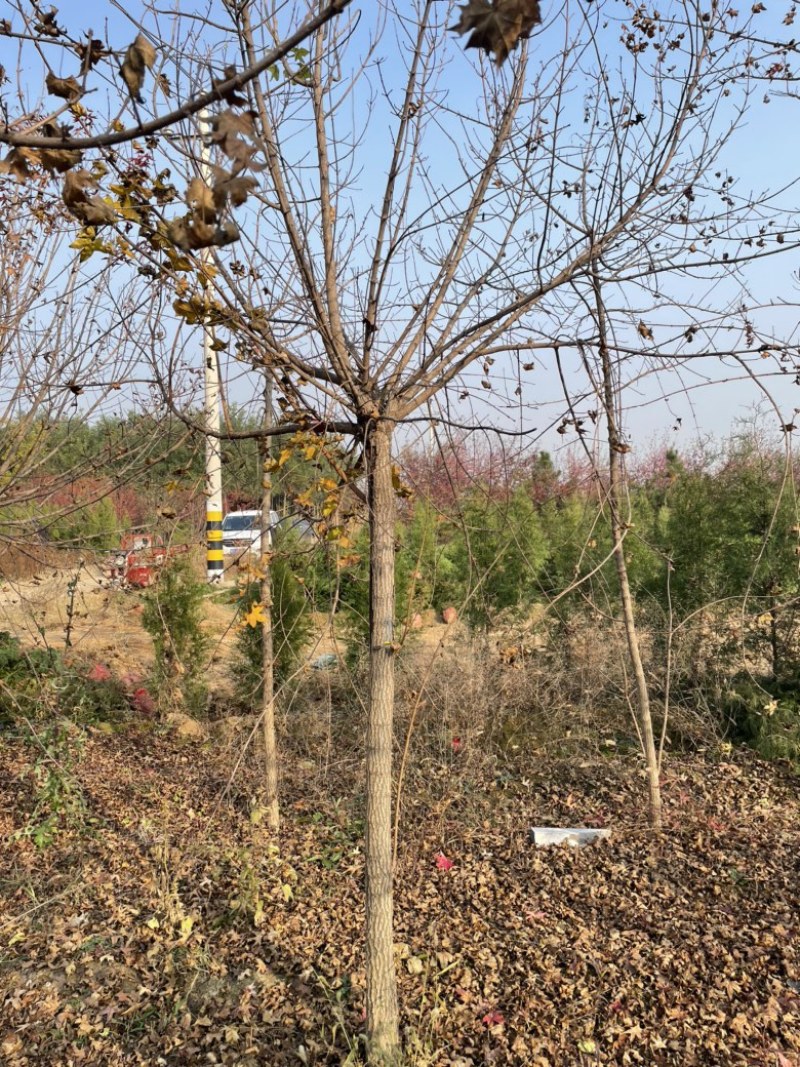 8公分低价元宝枫，10公分元宝枫价格优惠，成活率高