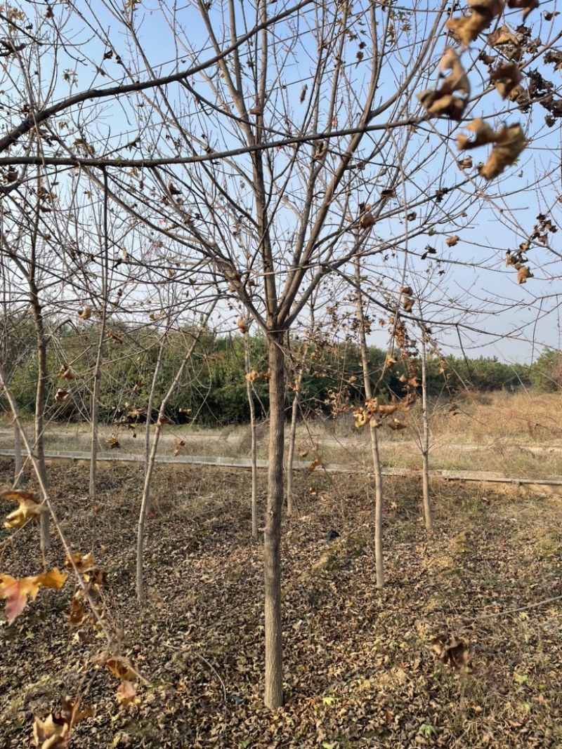 8公分低价元宝枫，10公分元宝枫价格优惠，成活率高