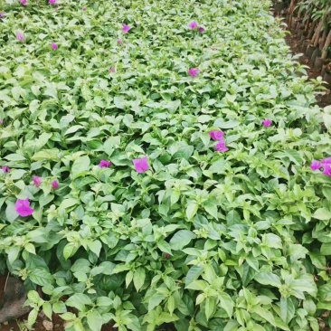 三角梅杯苗四川三角梅苗三角梅苗自由育苗基地
