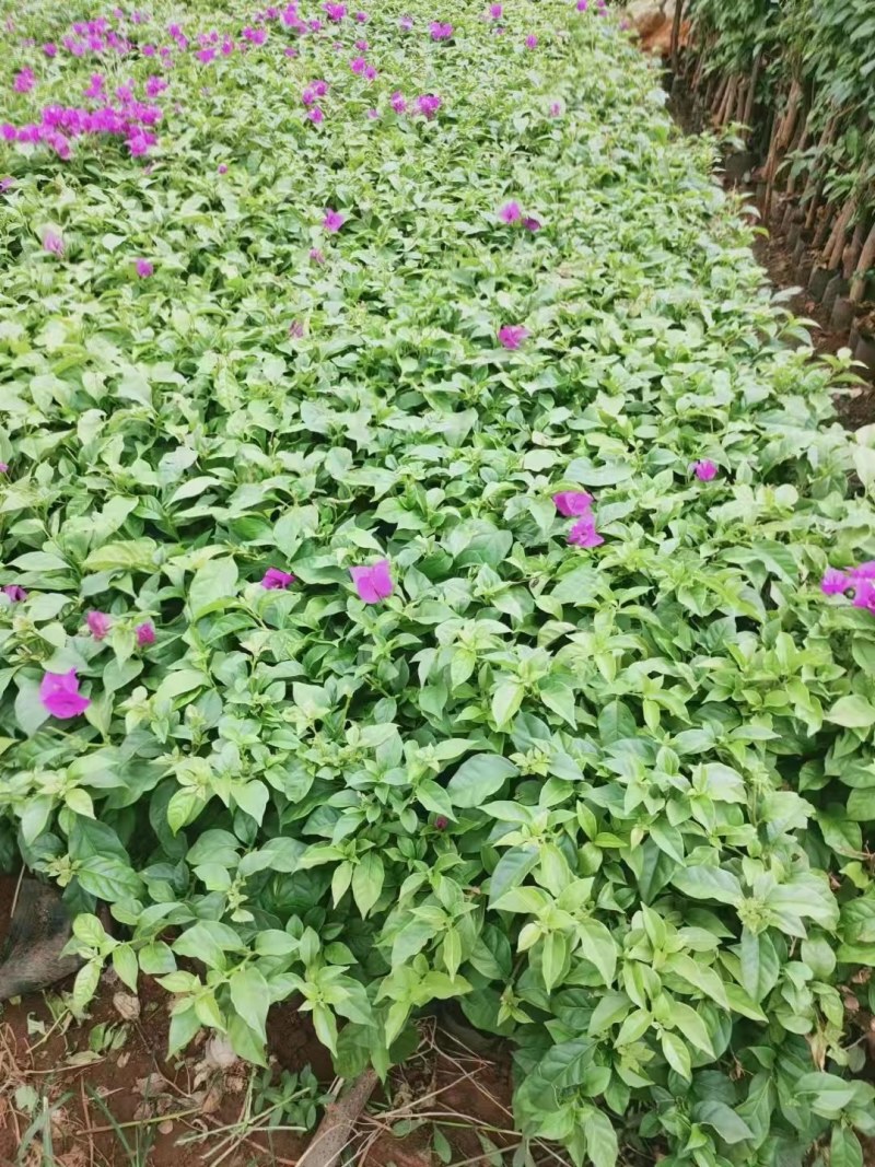 三角梅杯苗四川三角梅苗三角梅苗自由育苗基地