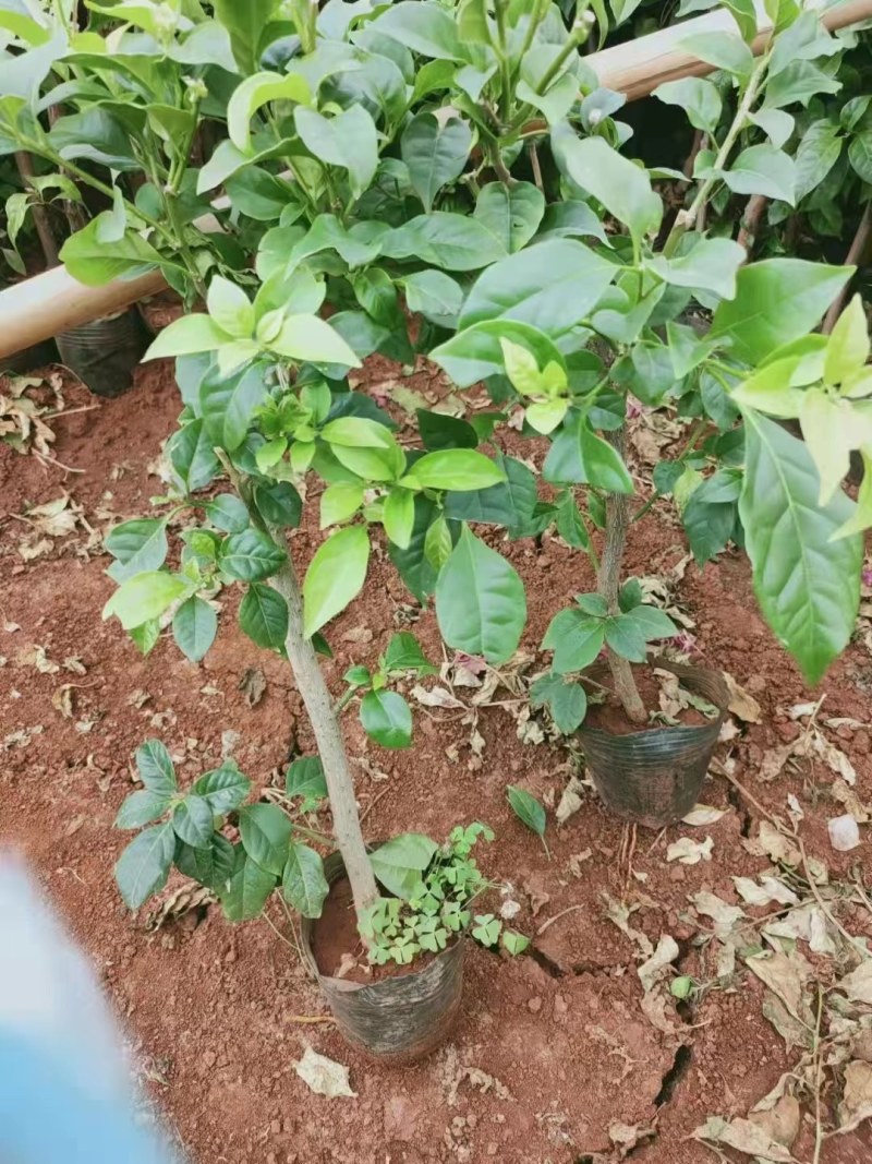 三角梅杯苗四川三角梅苗三角梅苗自由育苗基地