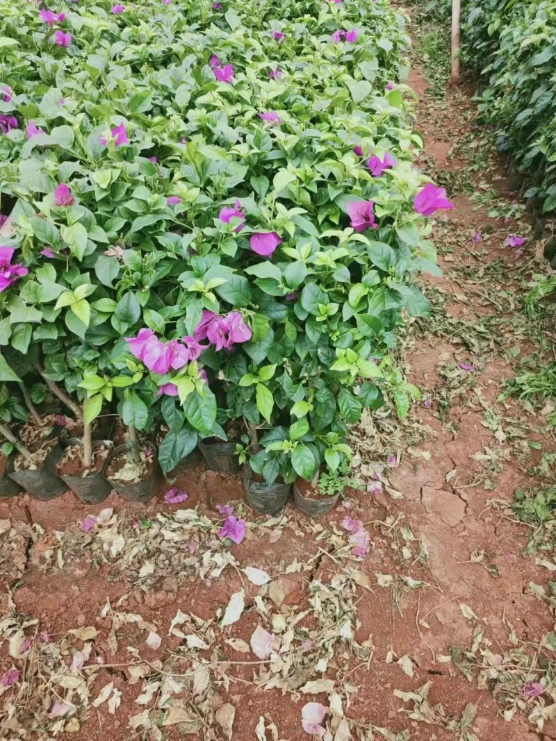 三角梅杯苗四川三角梅苗三角梅苗自由育苗基地