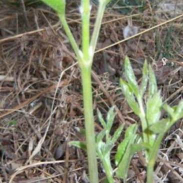 山野菜辣椒秧