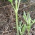 山野菜辣椒秧