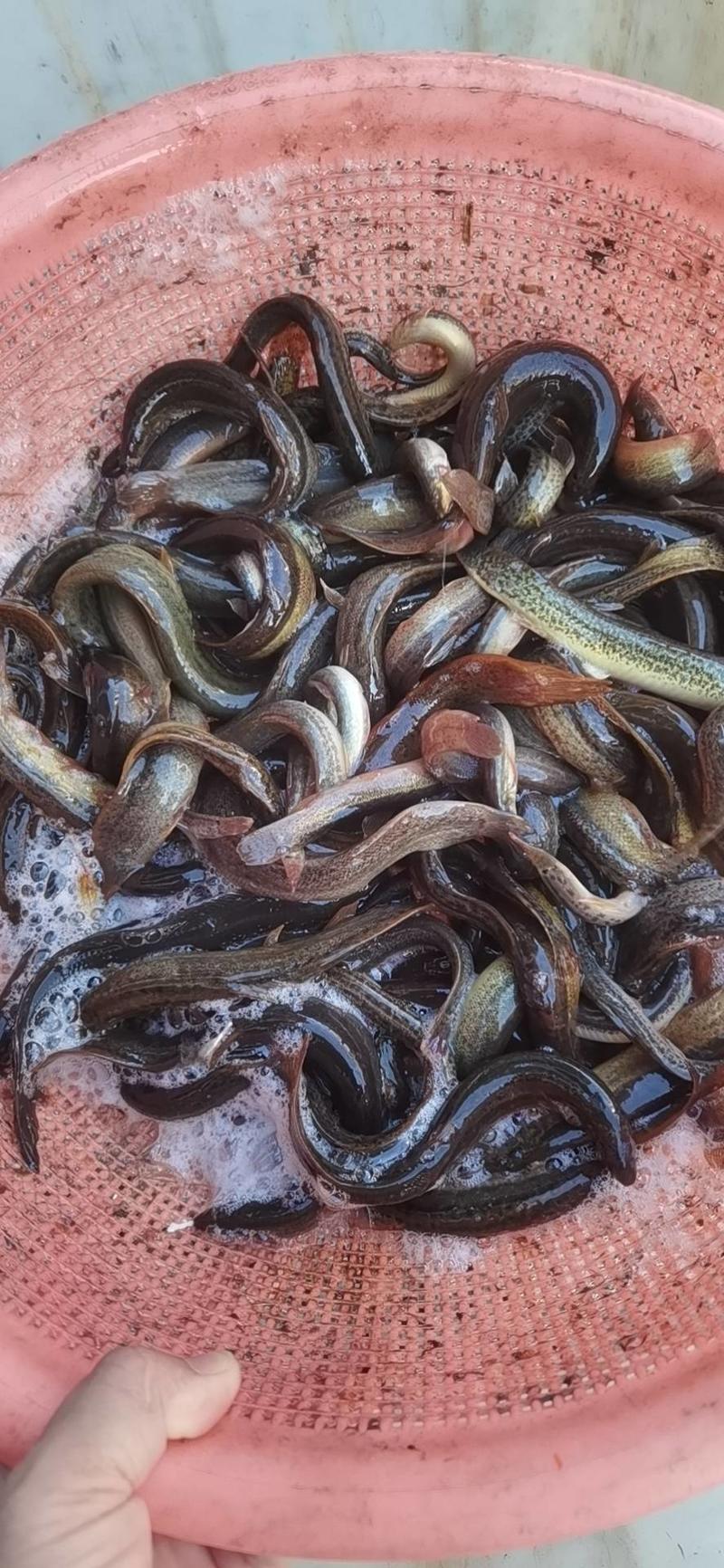 湖北泥鳅鲜活稻田泥鳅圆鳅自然生长存活率高