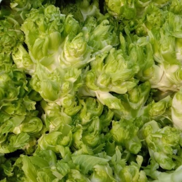砀山儿菜大量上市，质量好，价格便宜，有需要的朋友请联系我