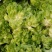 砀山儿菜大量上市，质量好，价格便宜，有需要的朋友请联系我