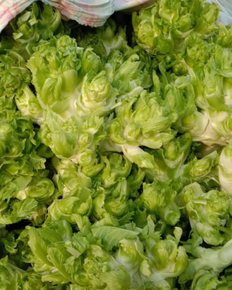 砀山儿菜大量上市，质量好，价格便宜，有需要的朋友请联系我