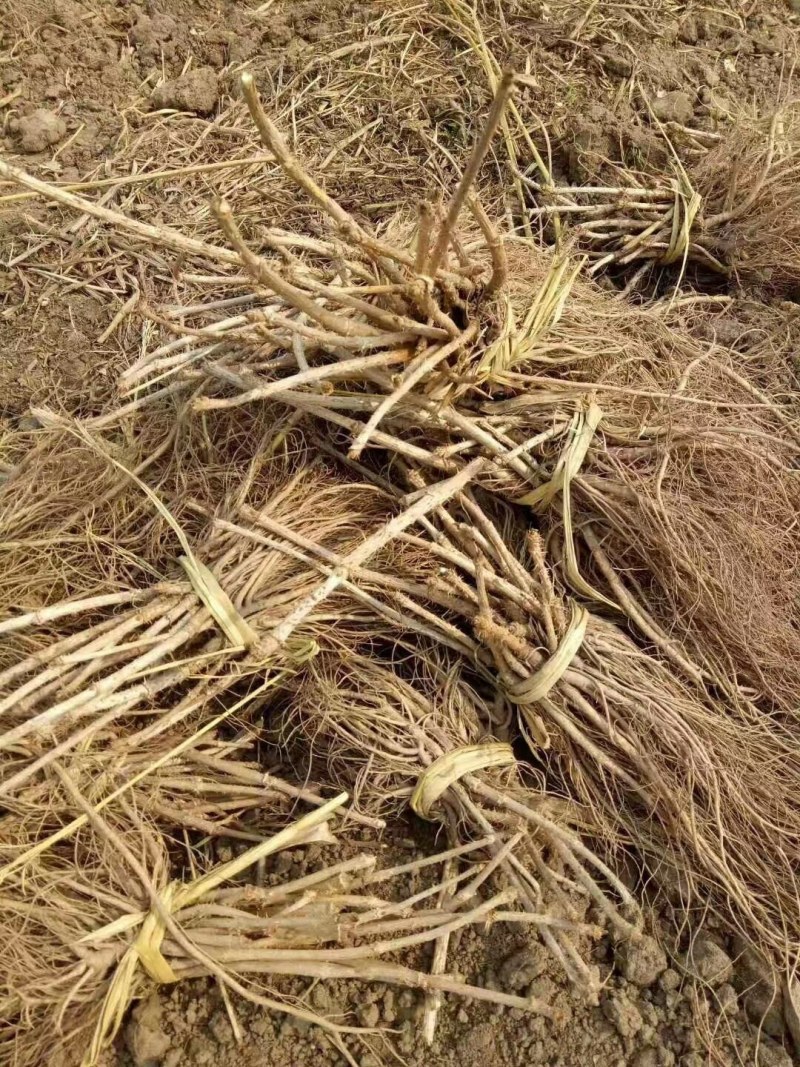 刺嫩芽苗东北基地批发，成活率高，产地大量批发