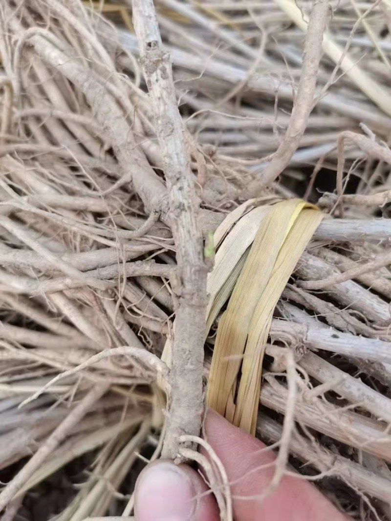 刺嫩芽苗东北基地批发，成活率高，产地大量批发