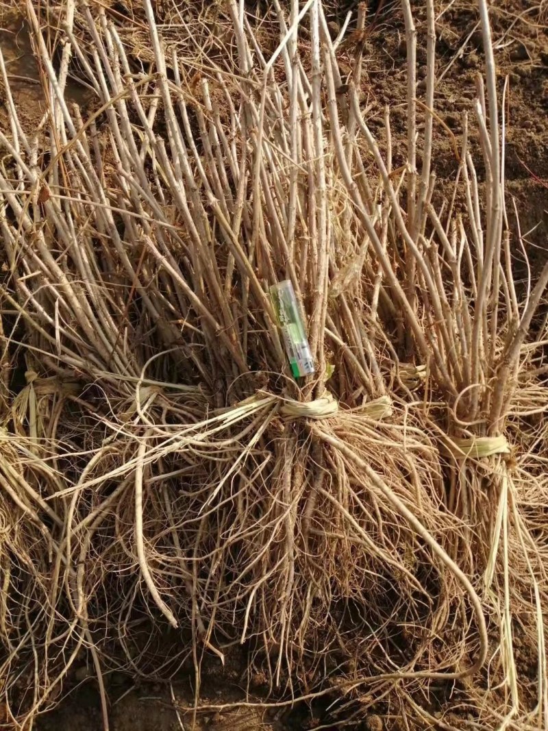 刺嫩芽苗东北基地批发，成活率高，产地大量批发