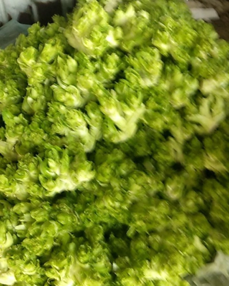 万亩儿菜大量上市，质量好价格便宜有需要的朋友请联系我