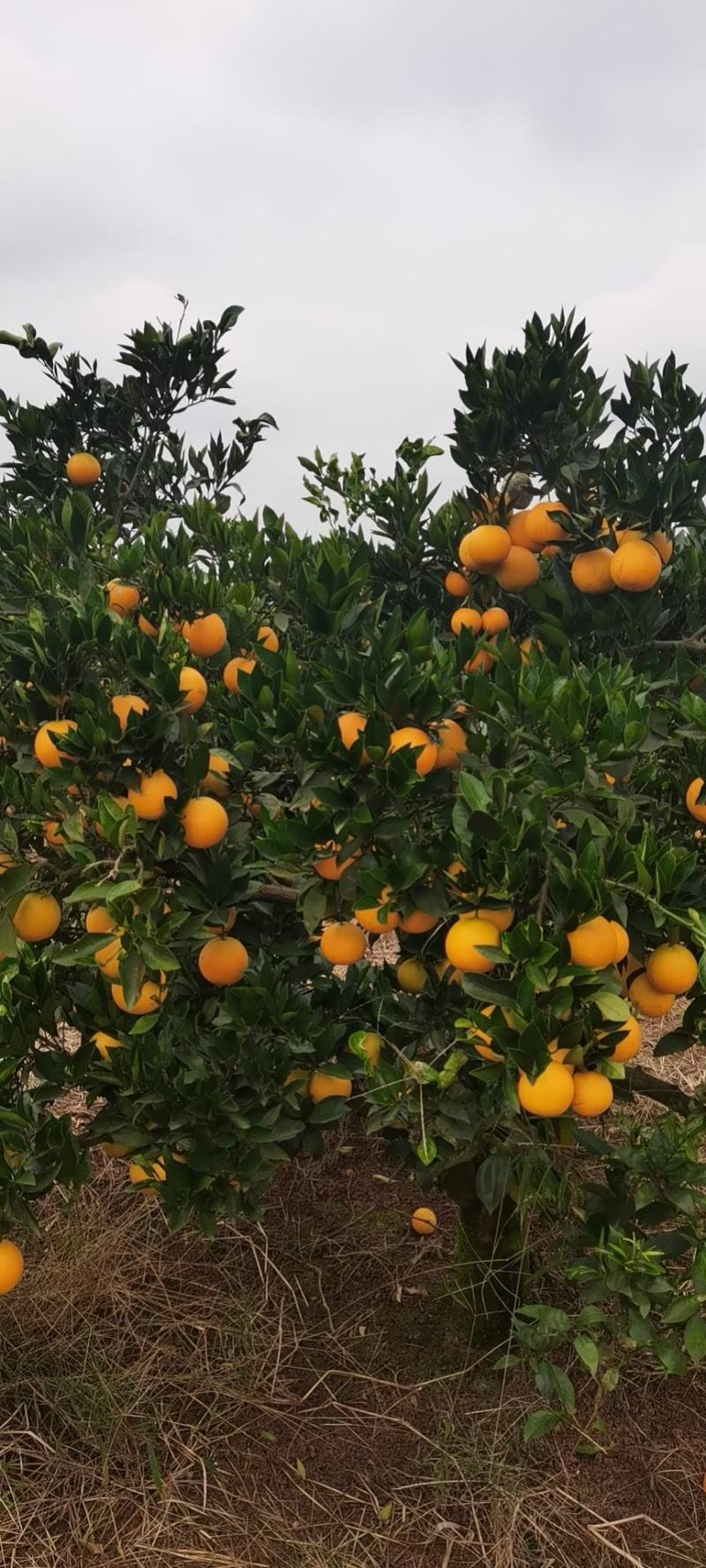 脐橙大量上市，颜色味道巴适，甜度高，果型漂亮，无籽