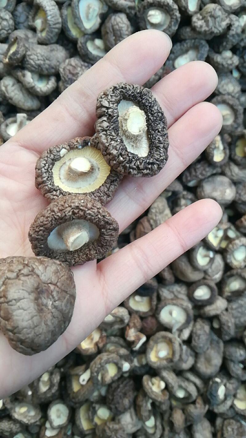 河南省泌阳县香菇干货香菇上市中产地供应量大从优