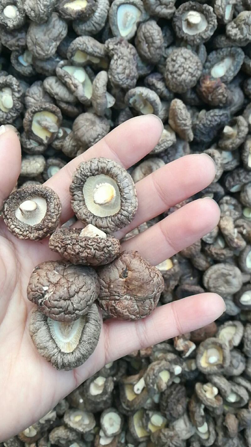 河南省泌阳县香菇干货香菇上市中产地供应量大从优