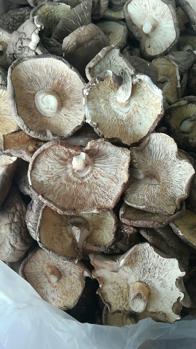 河南省泌阳县香菇干货香菇上市中产地供应量大从优