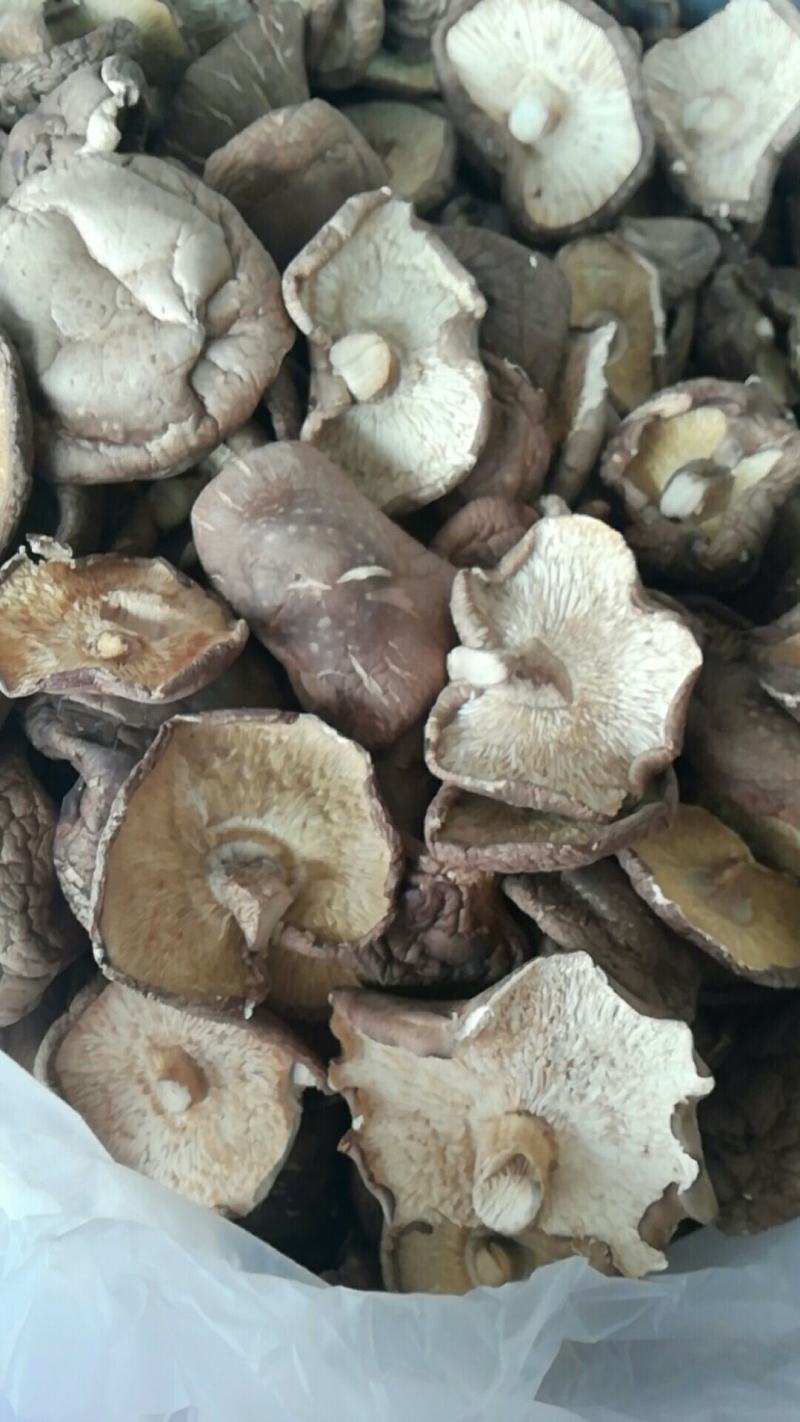 河南省泌阳县香菇干货香菇上市中产地供应量大从优