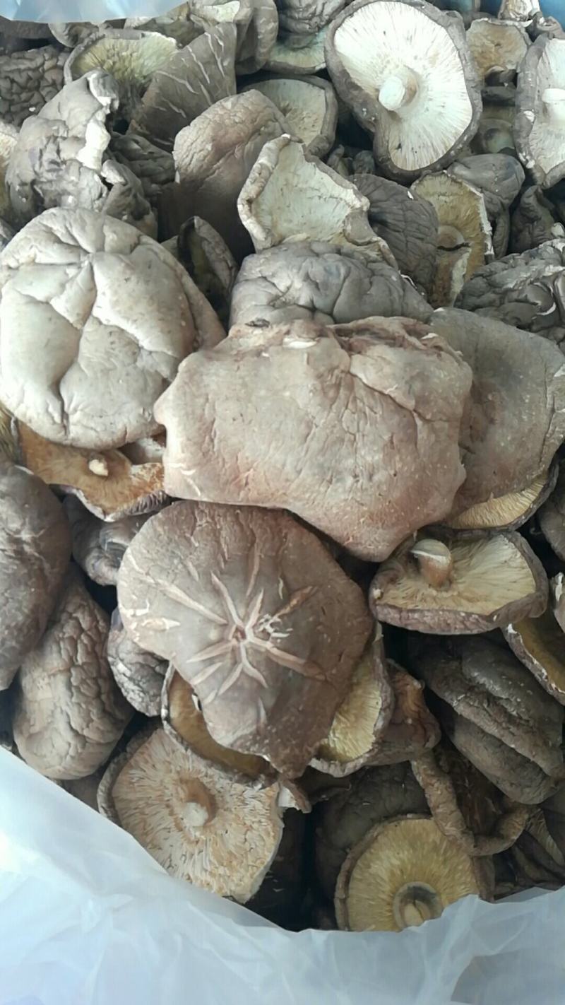 河南省泌阳县香菇干货香菇上市中产地供应量大从优