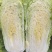 北京3号白菜