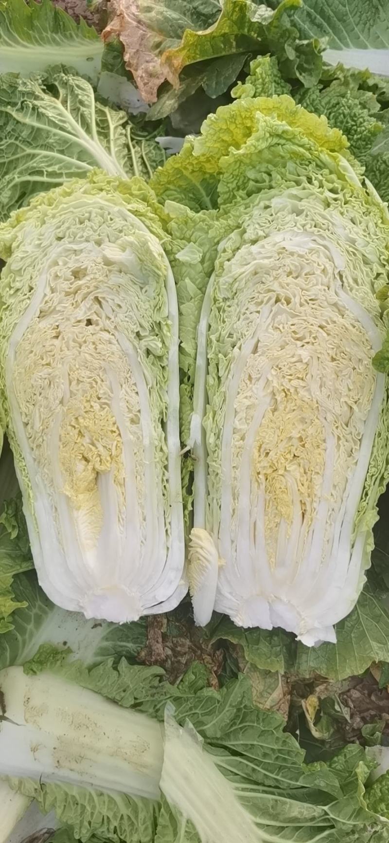 北京3号白菜