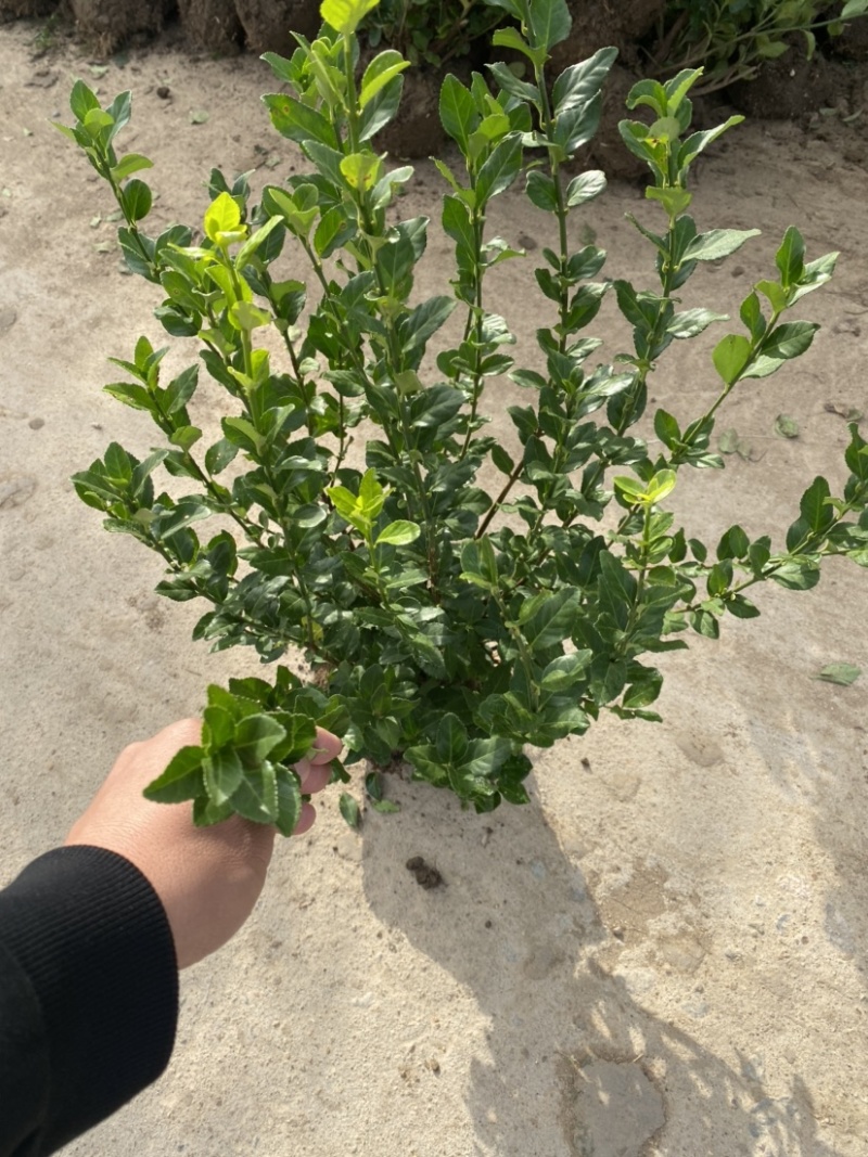 卫矛球规格齐全，欢迎到基地咨询看苗