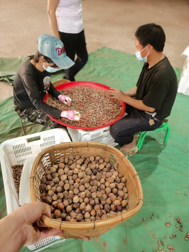 阳春砂仁文山圆果精挑货