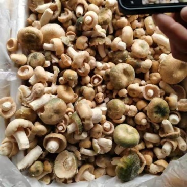 云南冰冻青同菌老家产地货源大量批发