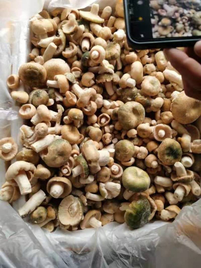 云南冰冻青同菌老家产地货源大量批发