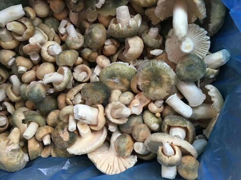 云南冰冻青同菌老家产地货源大量批发