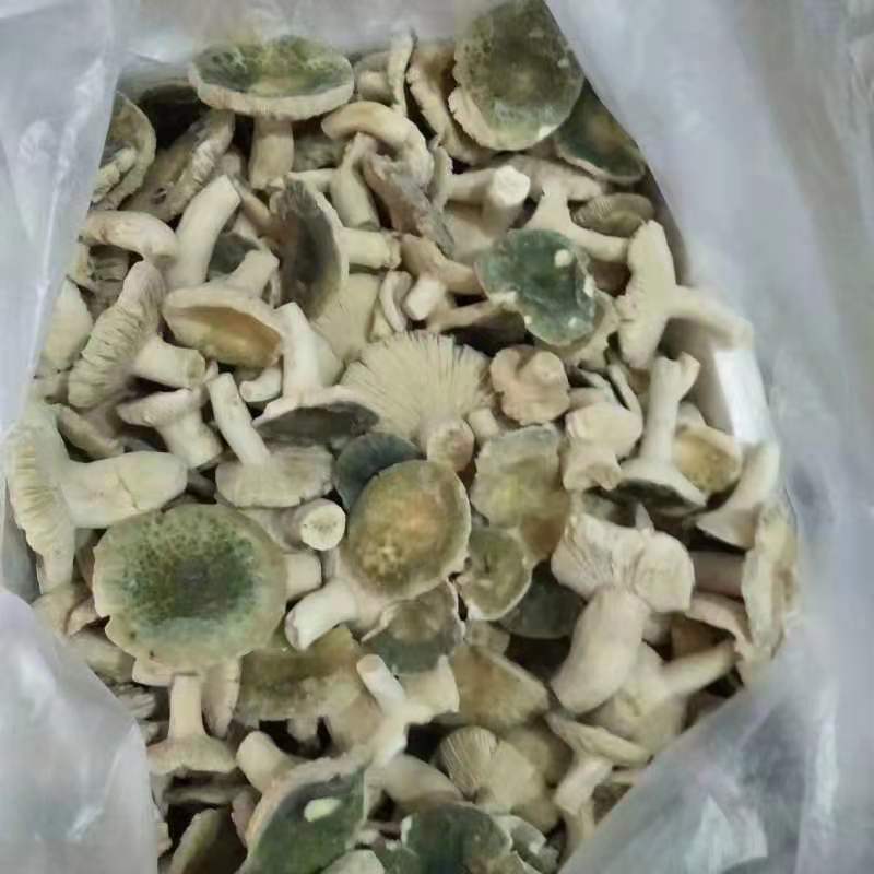 云南冰冻青同菌老家产地货源大量批发