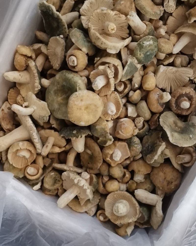 云南冰冻青同菌老家产地货源大量批发