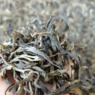 云南勐库大叶茶原生态不打农药人工除草