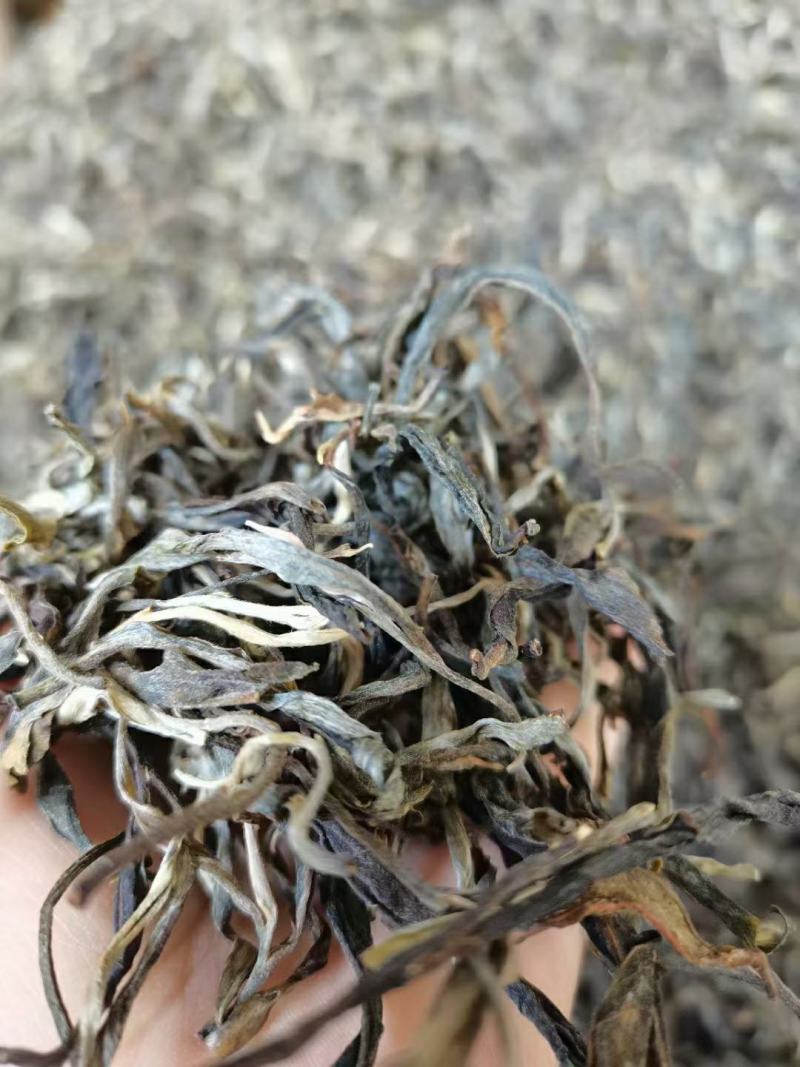 云南勐库大叶茶原生态不打农药人工除草